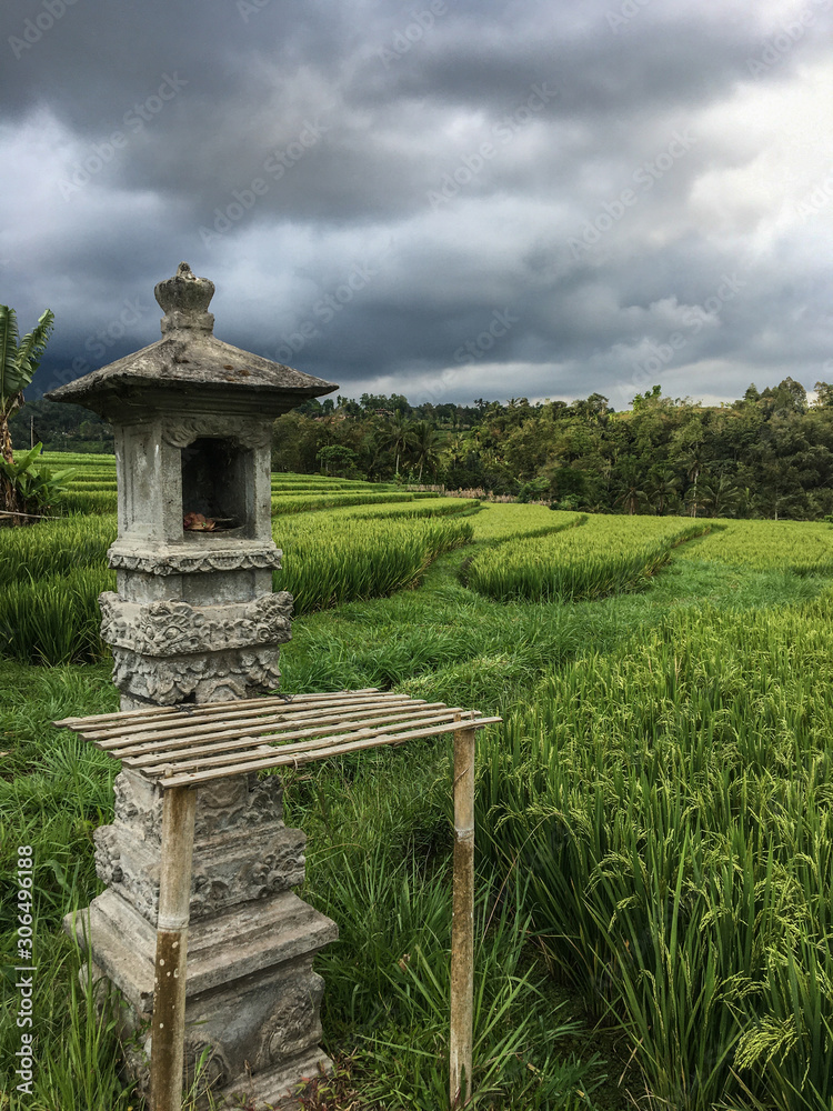 Beutiful rice growing green terraces in Jatiluwih, Bali, Indonesia, UNESCO World Heritage Site Beutiful rice growing green terraces in Jatiluwih, Bali, Indonesia, UNESCO World Heritage Site