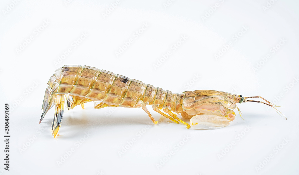 One fresh pip shrimp on white background One fresh pip shrimp on white background