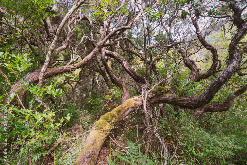 Fototapeta premium indigenous forest of Madeira