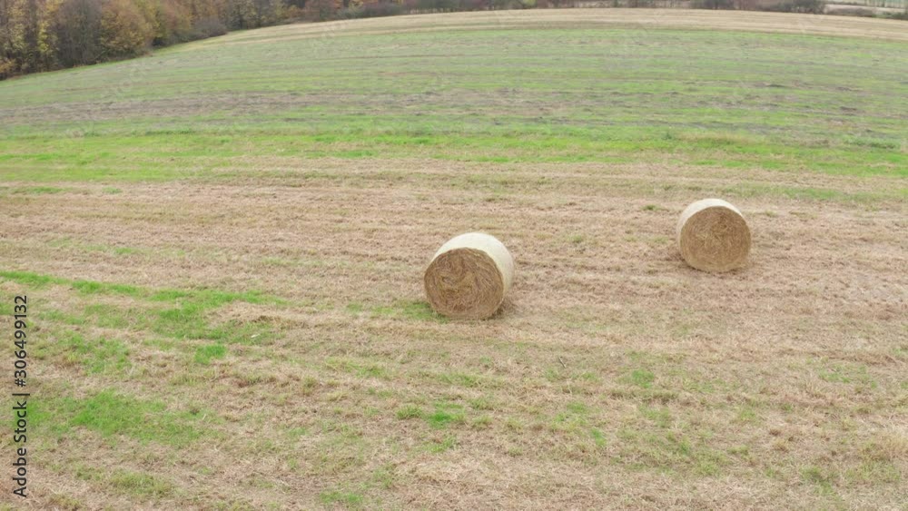 Fly over field with rolls of hey in autumn season. Straw rolls pressed hey in agricultural field. Round bundles of dry grass filmed with a drone. Fly over field with rolls of hey in autumn season. Straw rolls pressed hey in agricultural field. Round bundles of dry grass filmed with a drone.