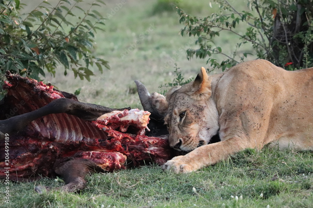 Naklejka premium Lion feeding on a cow carcass in the african savannah.