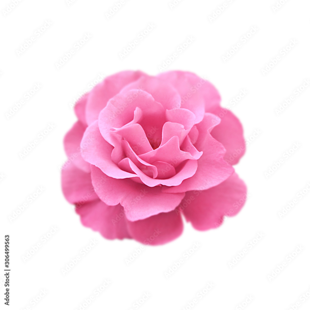 Beautiful pink rose isolated on a white background Beautiful pink rose isolated on a white background
