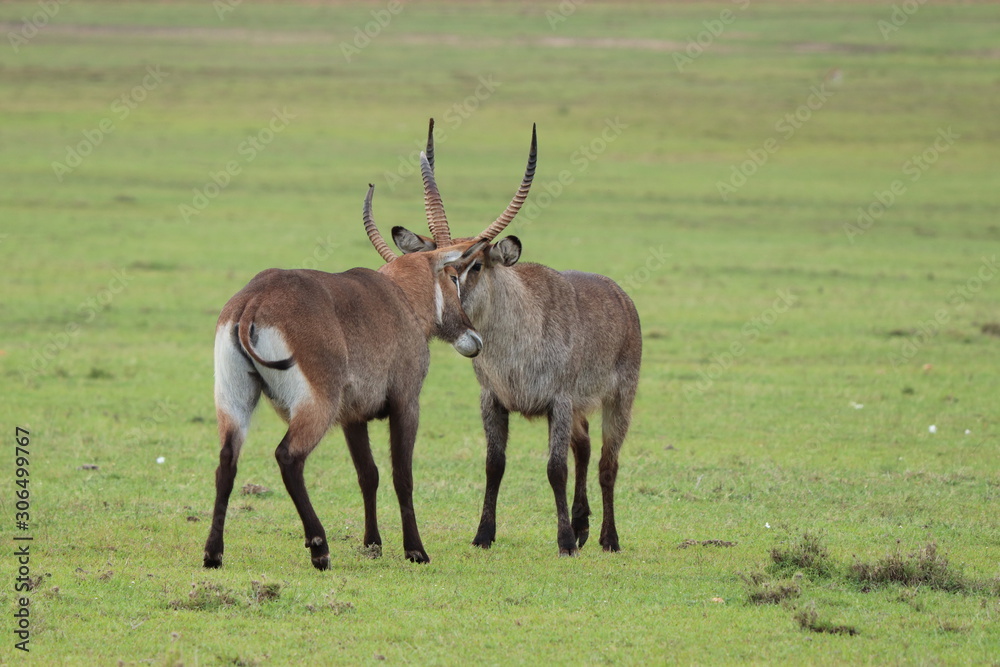 Waterbucks fighting in the african savannah.