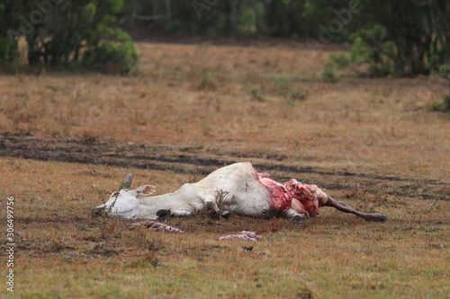 Fototapeta Naklejka Na Ścianę i Meble -  Dead cow killed by a wild animal in the african savannah.