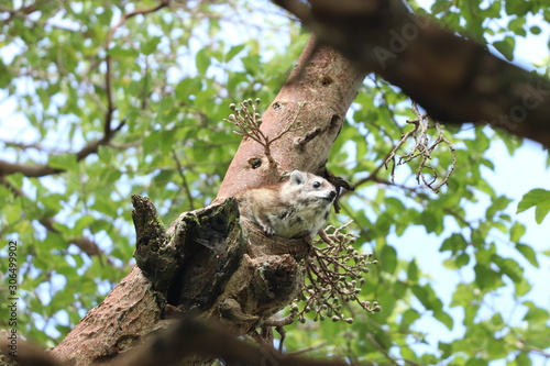 Tree hyrax in a tree.