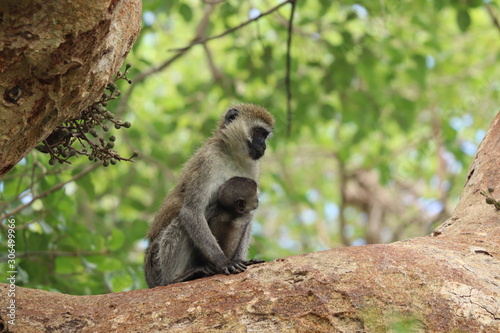 Vervet monkey mom and her baby. 