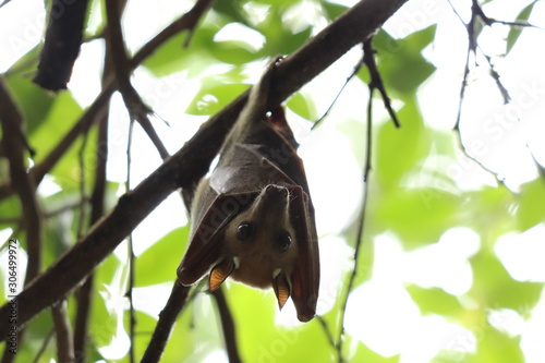 Fruit bat hanging from a tree.
