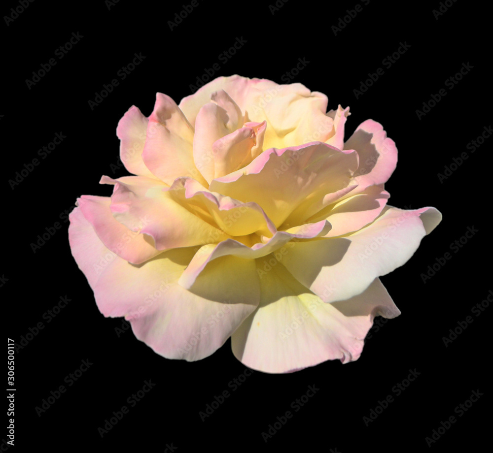 Beautiful pale pink rose isolated on a black background Beautiful pale pink rose isolated on a black background