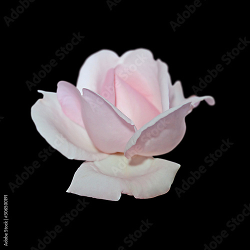 Beautiful pale pink rose isolated on a black background