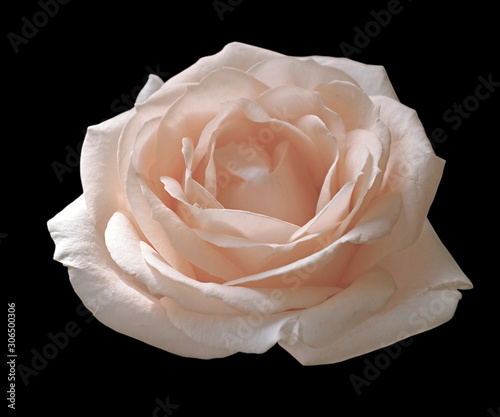 Beautiful pale pink rose isolated on a black background