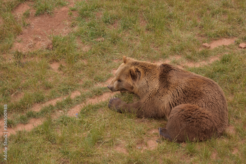 Fototapeta premium Zoo