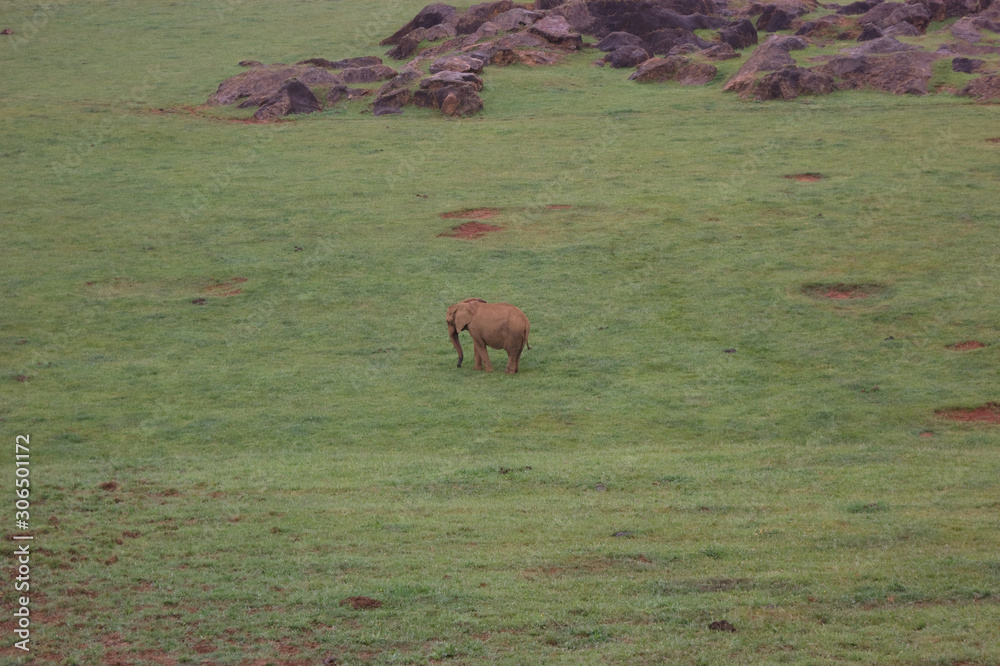 Fototapeta premium Zoo