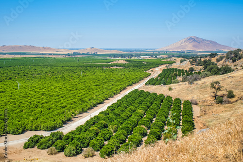 Orange groves in east side of the Central Valley in Fresno County,California,USA