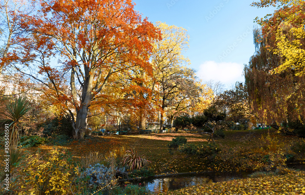 multi colour trees in the autumn forest