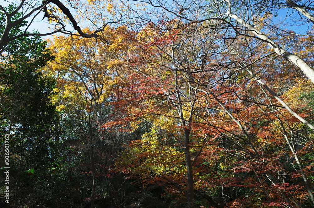 日本の岡山県岡山市の美しい紅葉