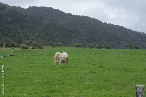 Huge white cow on dairy farm in New Zealand.