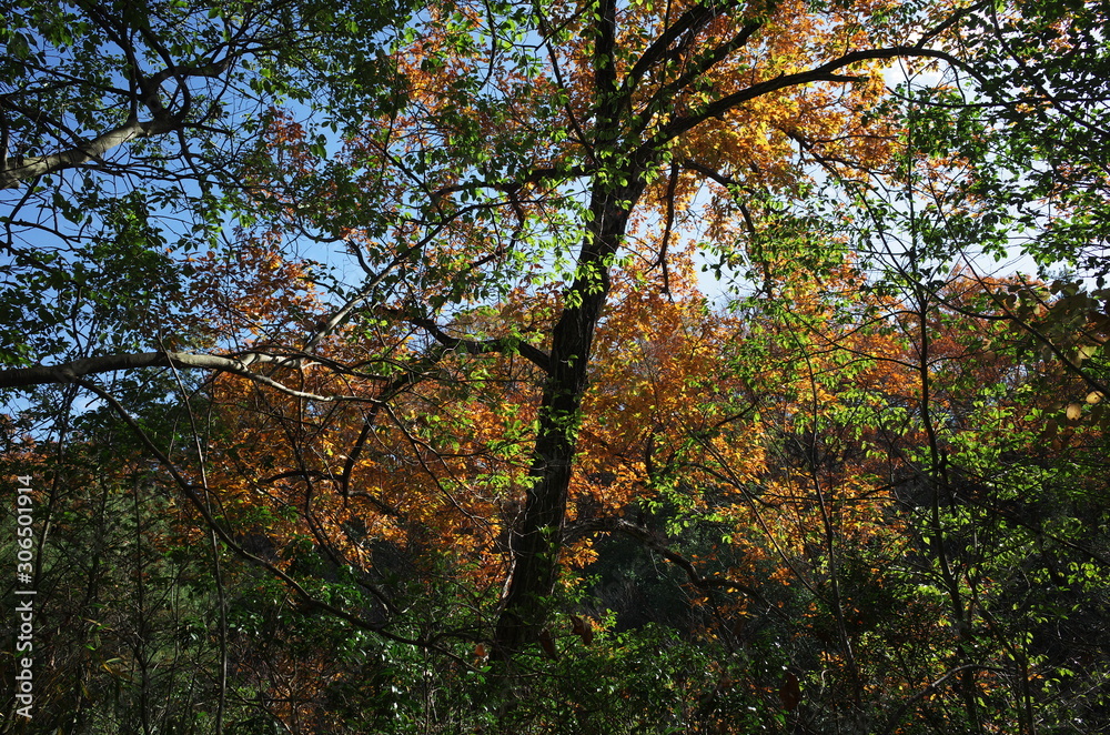 Fototapeta premium 日本の岡山県岡山市の美しい紅葉