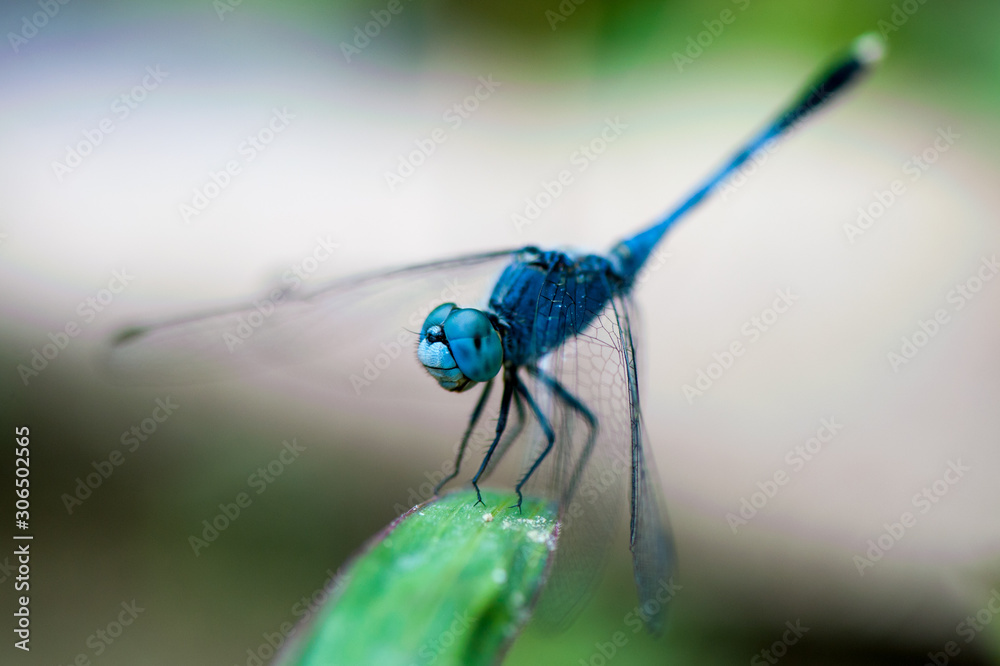 dragonfly out door dragonfly out door