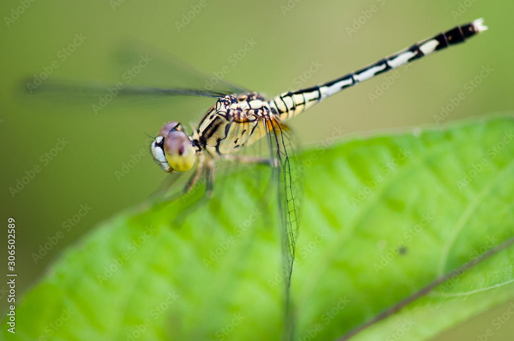 dragonfly out door dragonfly out door