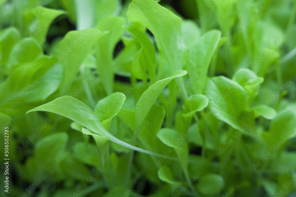 Growing the lettuce. Growing the lettuce.