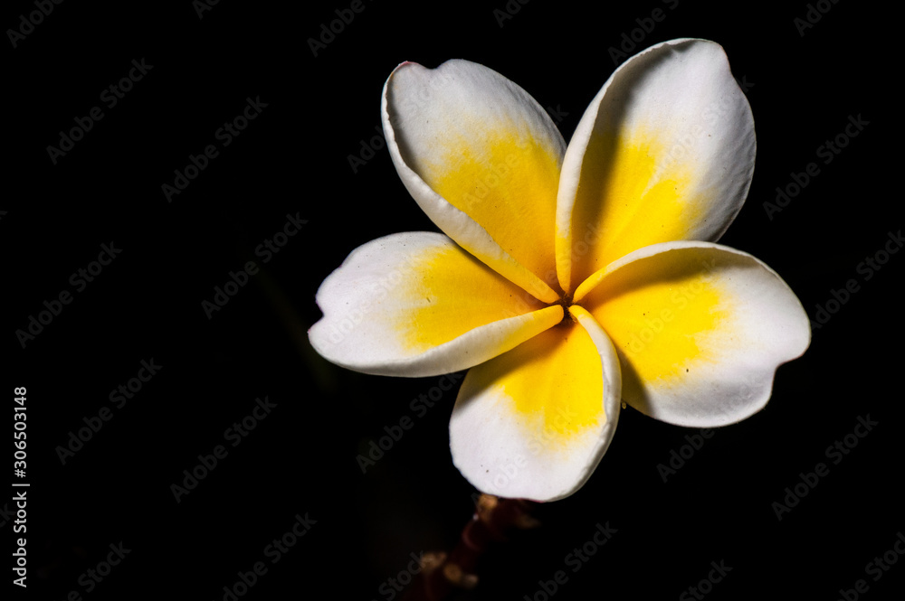 Yellow plumeria are tropical trees famous on black background