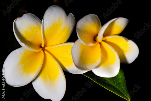 Yellow plumeria are tropical trees famous on black background