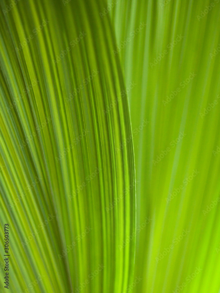 Green leaf. Close-up Green leaf. Close-up
