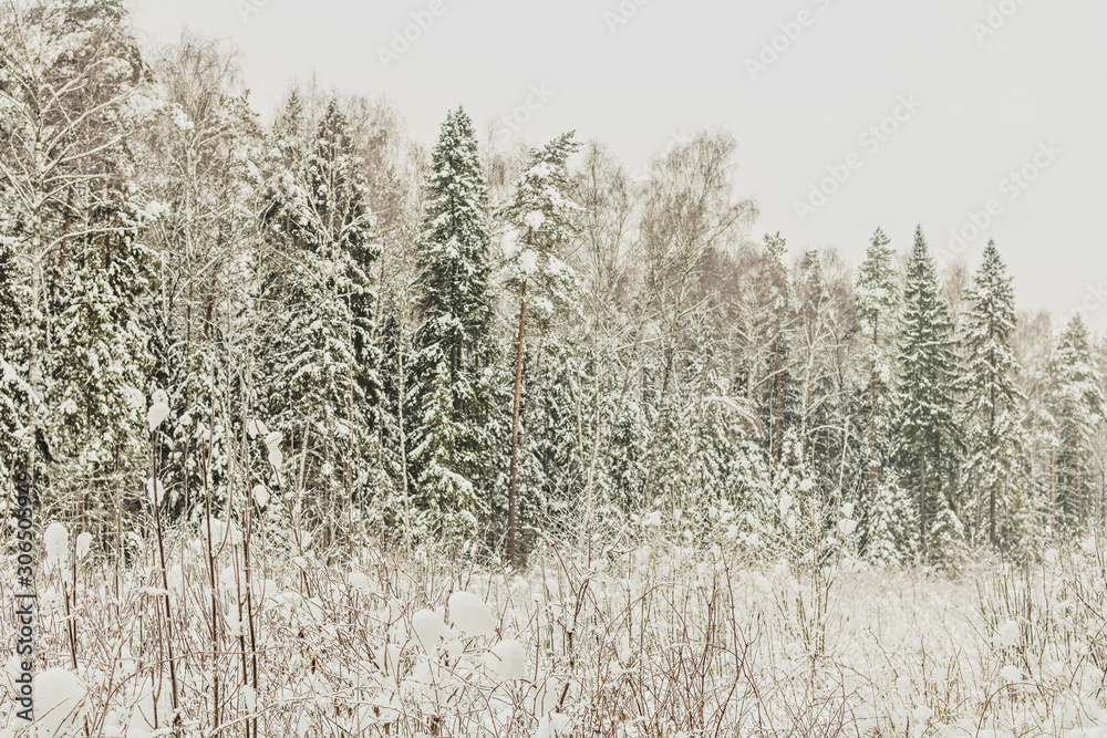 Winter snowy forest in cloudy weather Winter snowy forest in cloudy weather