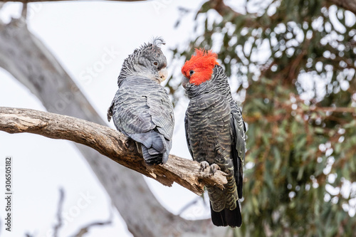 Gang-gang Cockatoos preening