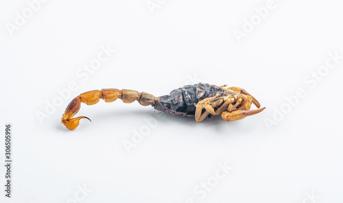Chinese medicine medicinal scorpion on white background