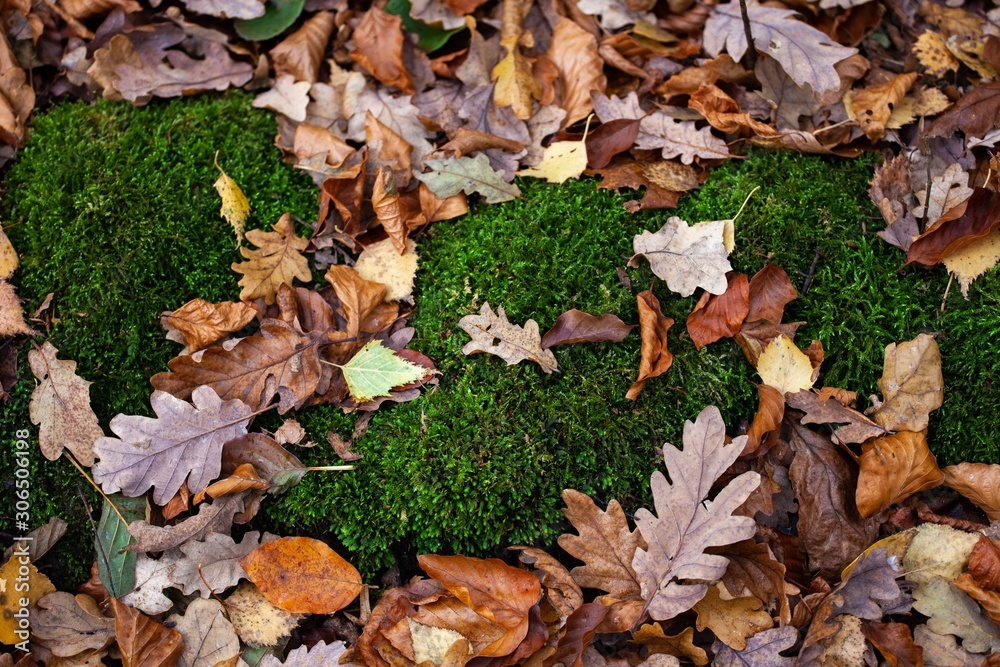 moss and autumn leaves in forest moss and autumn leaves in forest