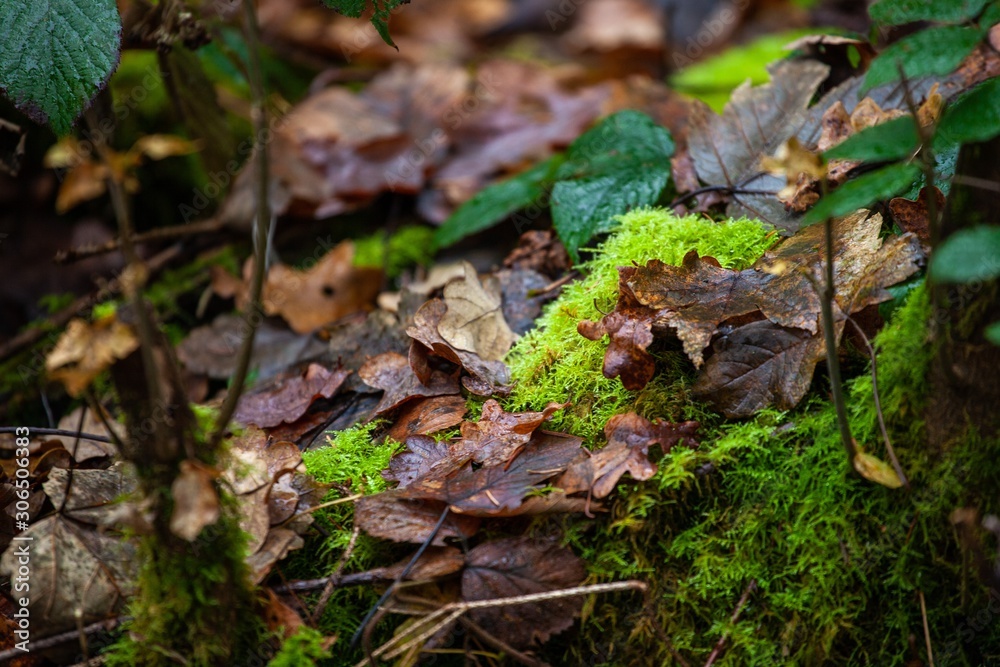moss and autumn leaves in forest moss and autumn leaves in forest