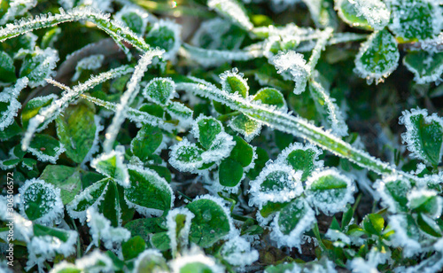 Clover leaves in frost photo