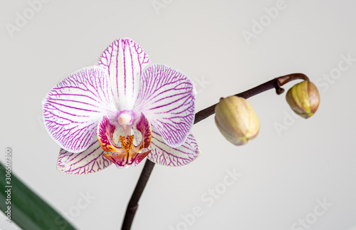 Tableau sur toile Beautiful orchid, Phalaenopsis, flower