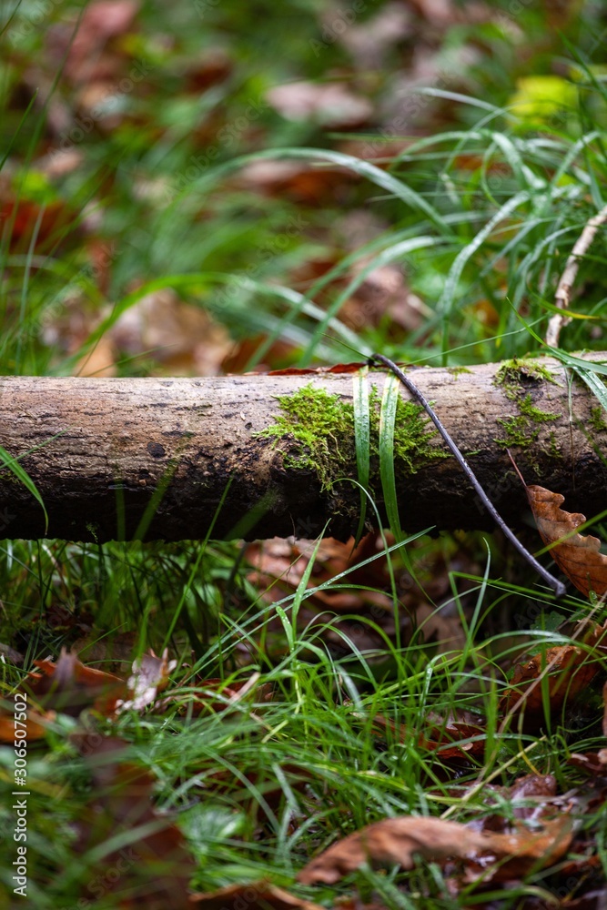 dead log in forest with aumn leaves dead log in forest with aumn leaves