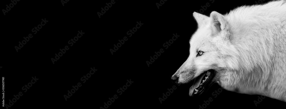 Naklejka premium White wolf with a black background