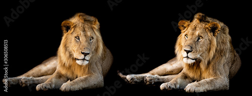 Lion lying with a black background