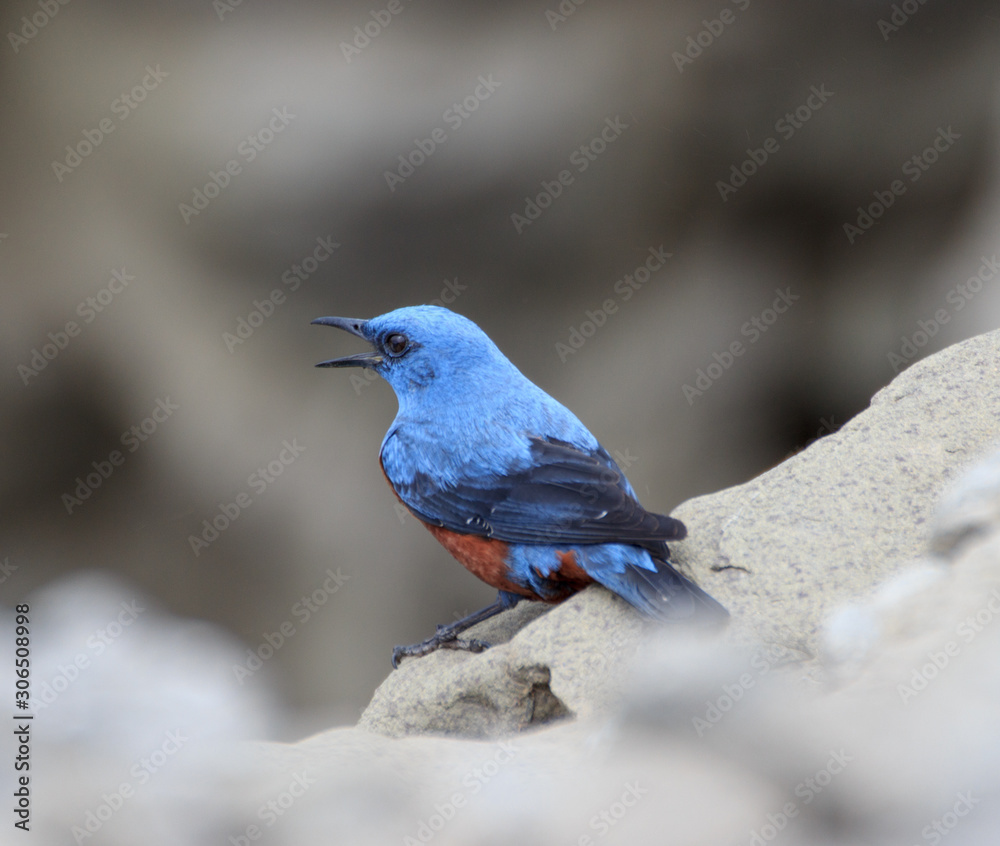 A male bluebird thrush (Monticola solitarius) sitting on the edge of a cliff on the seashore. A male bluebird thrush (Monticola solitarius) sitting on the edge of a cliff on the seashore.