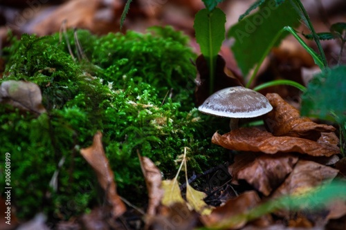 mushroom growing in moss