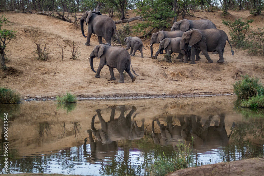 Fototapeta premium African bush elephant in Kruger National park, South Africa
