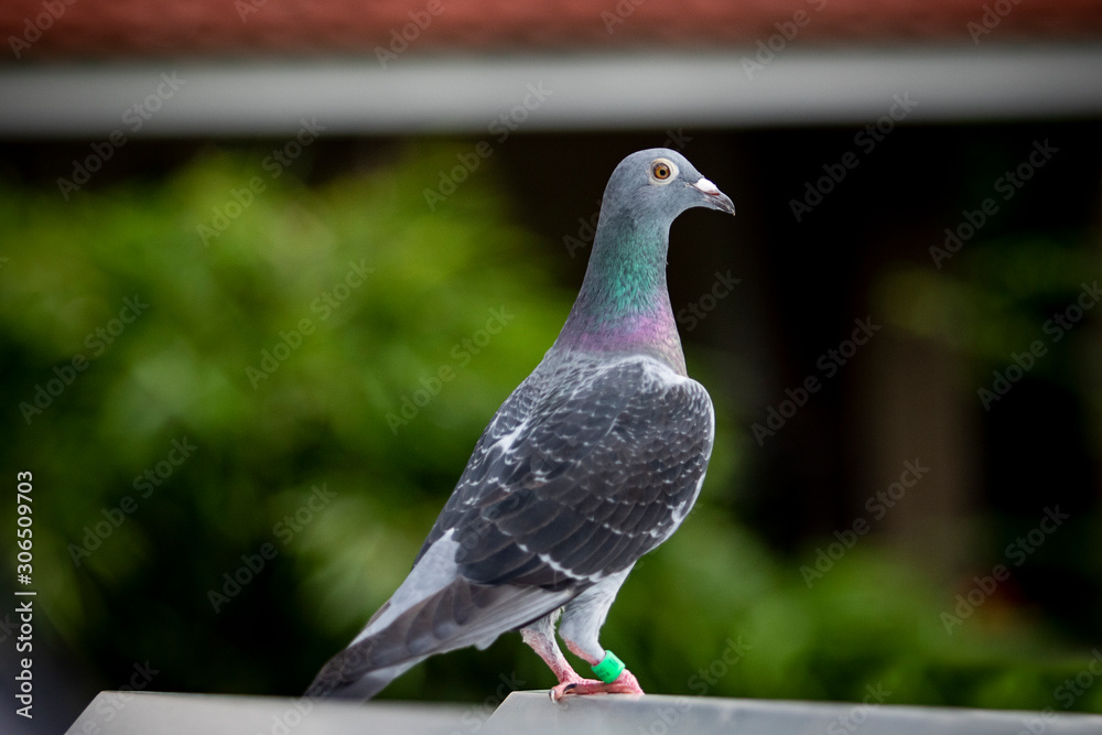Fototapeta premium flock of speed racing pigeon bird flying against clear blue sky