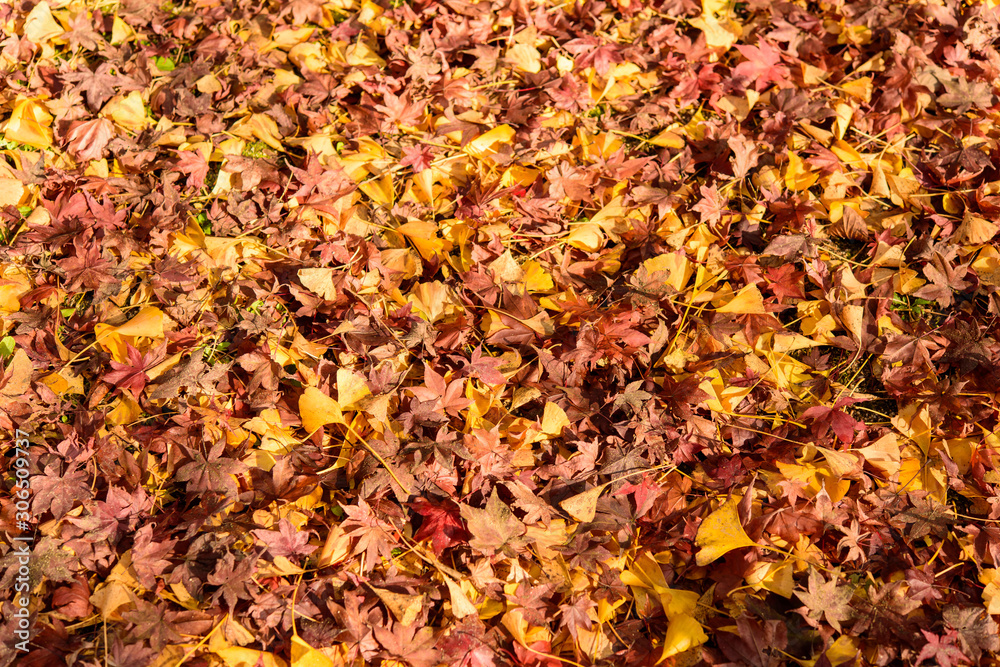 写真素材:法泉寺、紅葉、秋、観音寺市、もみじ、落ち葉 写真素材:法泉寺、紅葉、秋、観音寺市、もみじ、落ち葉