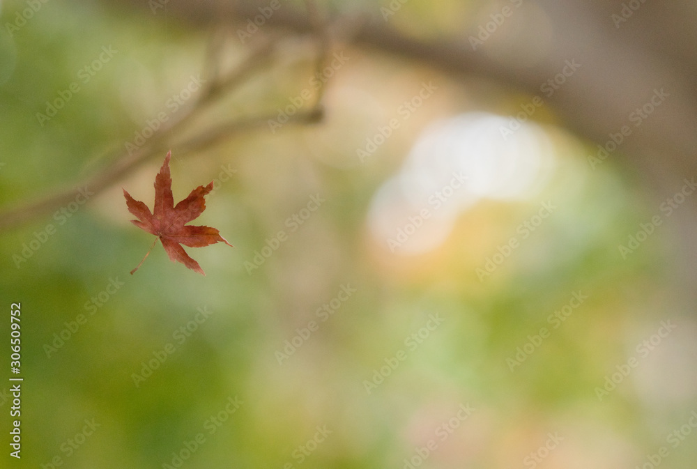 もみじと蜘蛛の糸