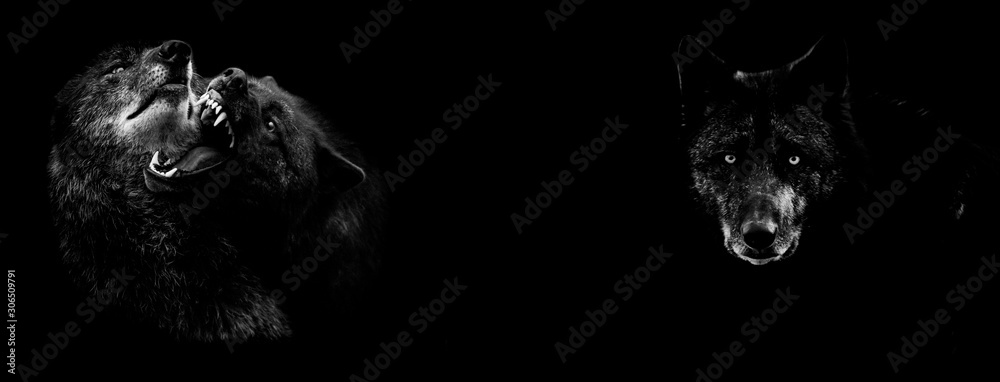 Black wolf fighting with a black background