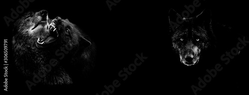 Obraz na płótnie Black wolf fighting with a black background w salonie