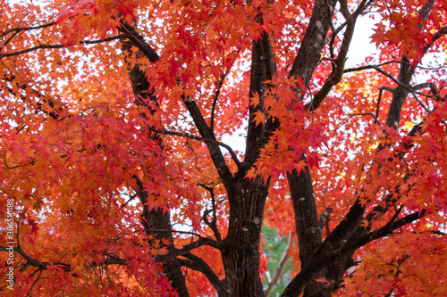 楓の紅葉