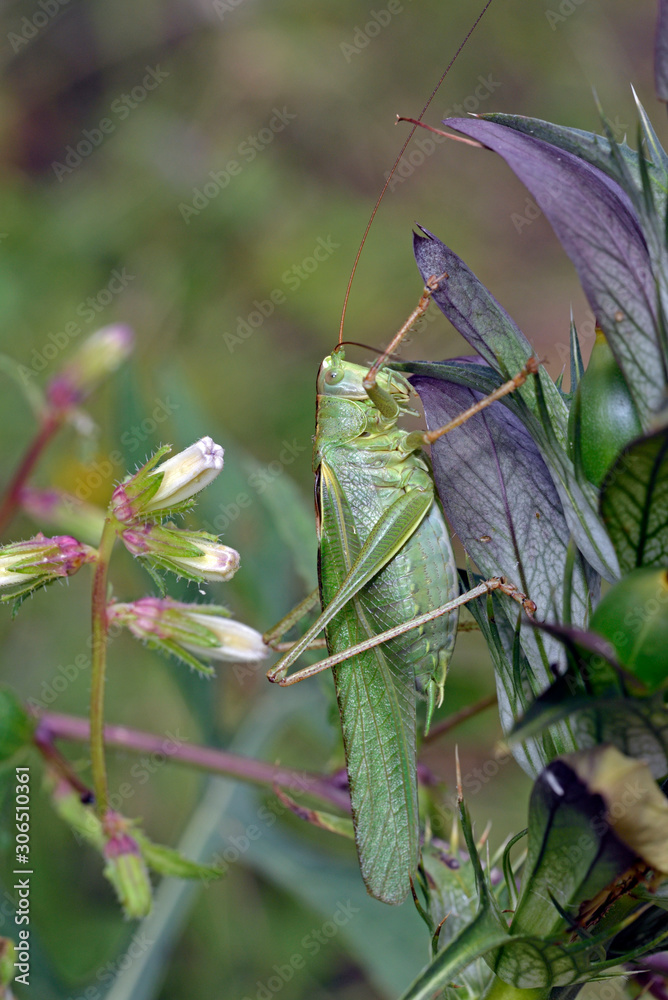 Tettigonia viridissima, the great green bush-cricket, is a large species of katydid or bush-cricket belonging to the family Tettigoniidae, subfamily Tettigoniinae, Greece Tettigonia viridissima, the great green bush-cricket, is a large species of katydid or bush-cricket belonging to the family Tettigoniidae, subfamily Tettigoniinae, Greece