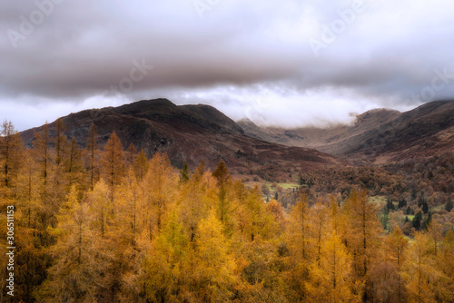 Beautiful Autumn Fall landscape of golden learch trees against dark mountain background with dramatic sky