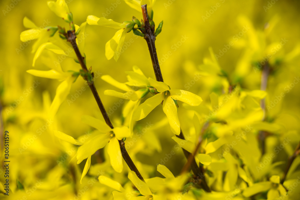 Nice yellow flowers branch nature spring awakening
