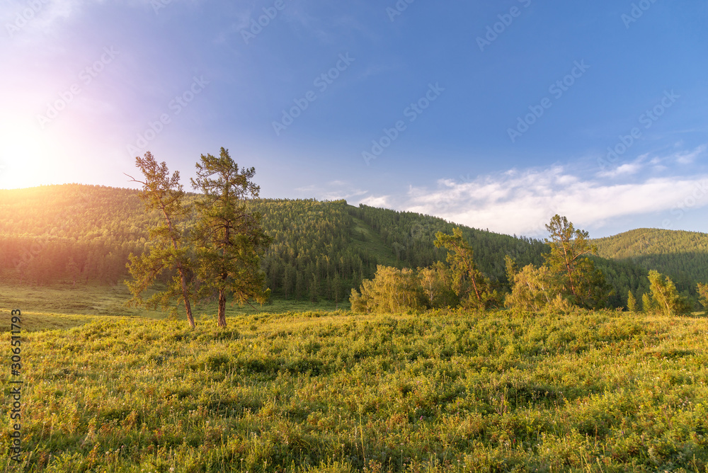 Mountain coniferous tree forest and meadows on sunrise morning